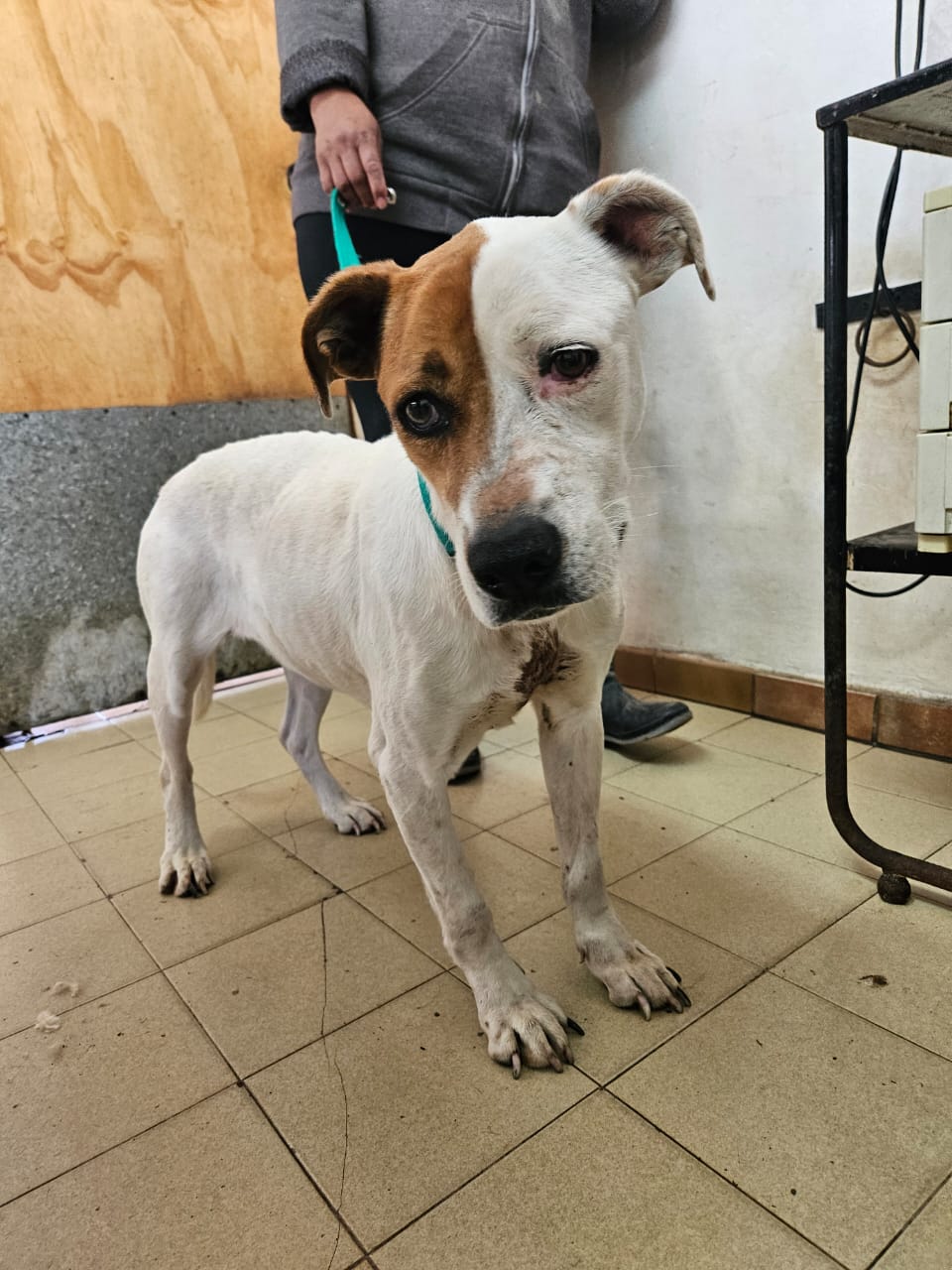 Gretel en adopción - Refugio Don Torcuato