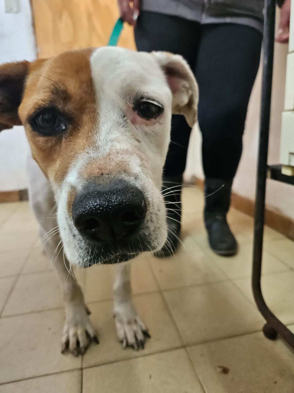 Gretel en adopción - Refugio Don Torcuato