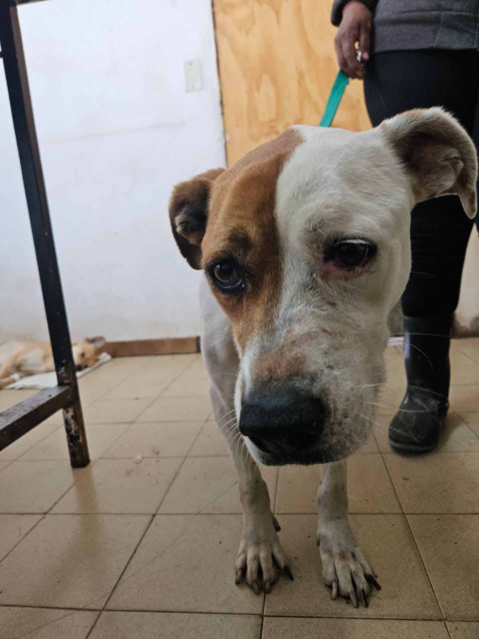 Gretel en adopción - Refugio Don Torcuato