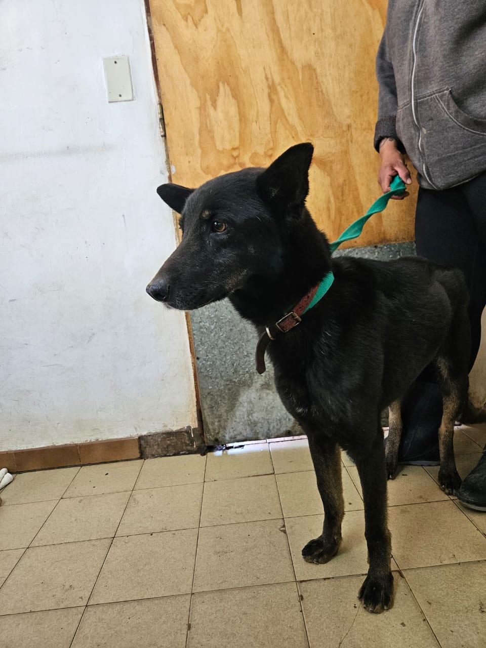 Negro en adopción - Refugio Don Torcuato