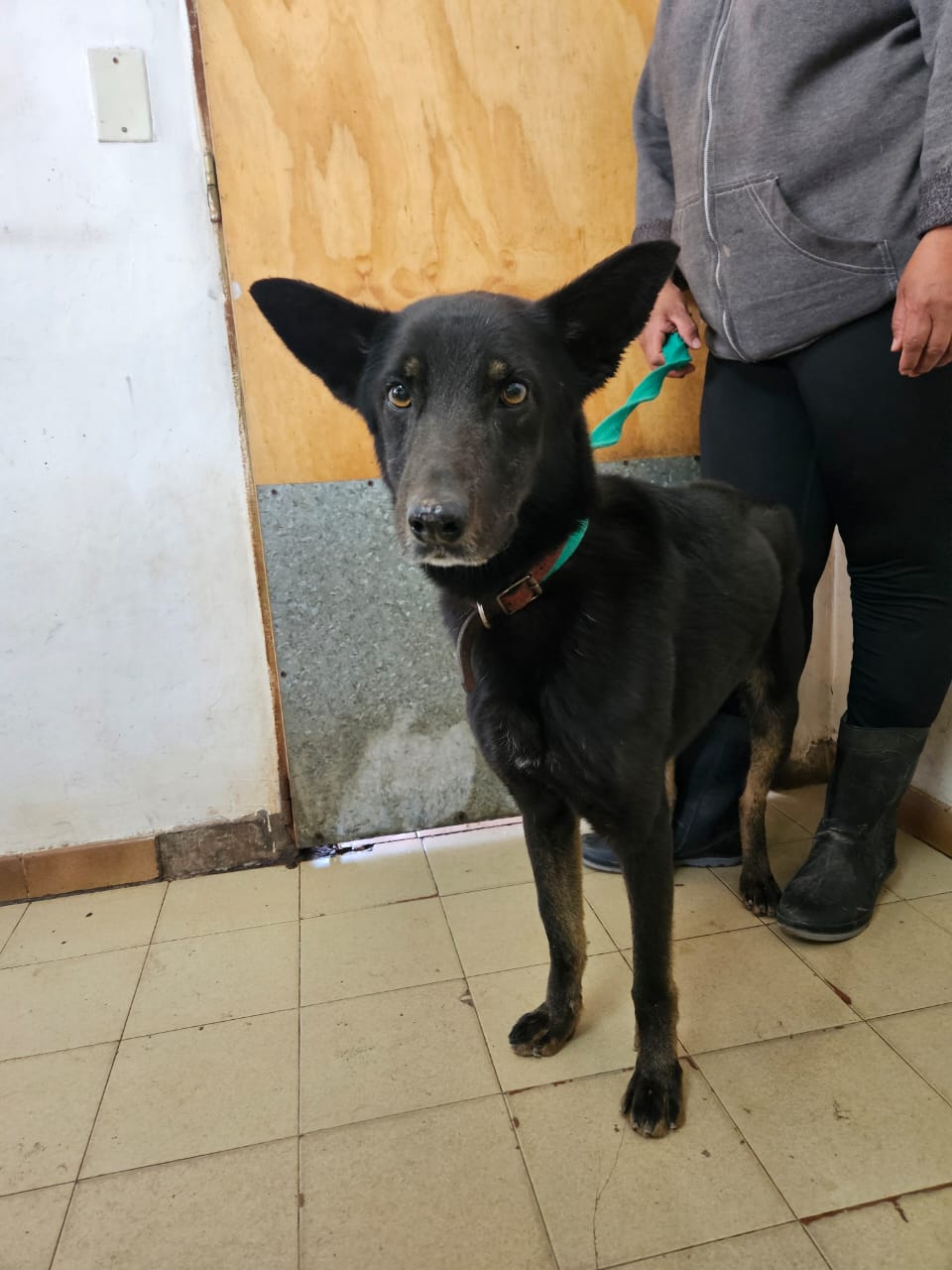Negro en adopción - Refugio Don Torcuato