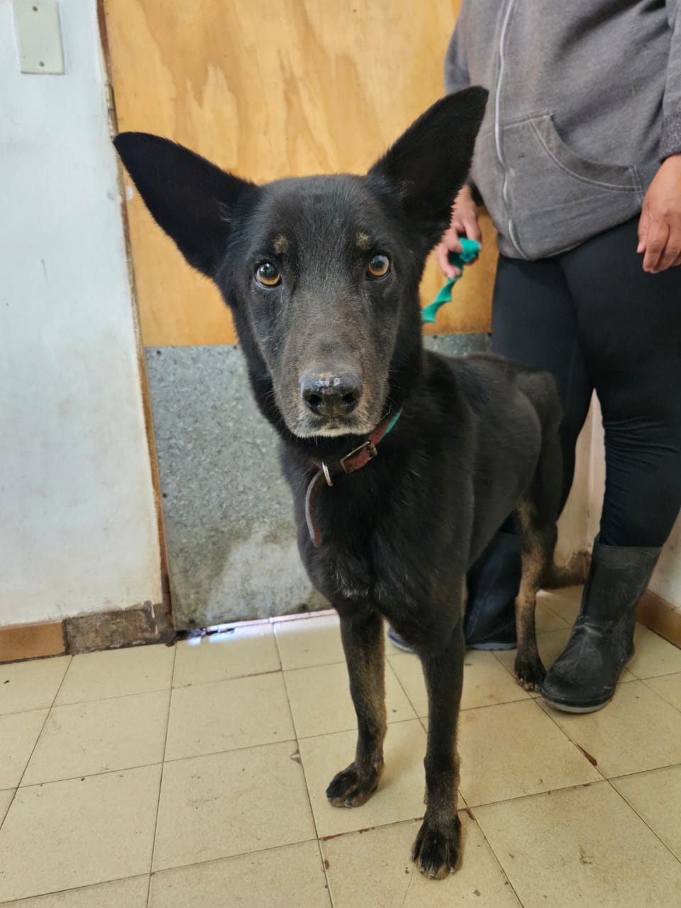 Negro en adopción - Refugio Don Torcuato