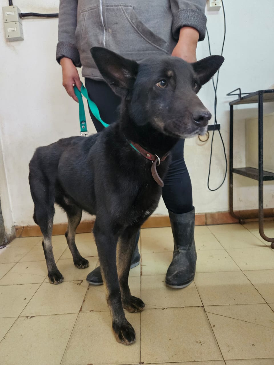 Negro en adopción - Refugio Don Torcuato