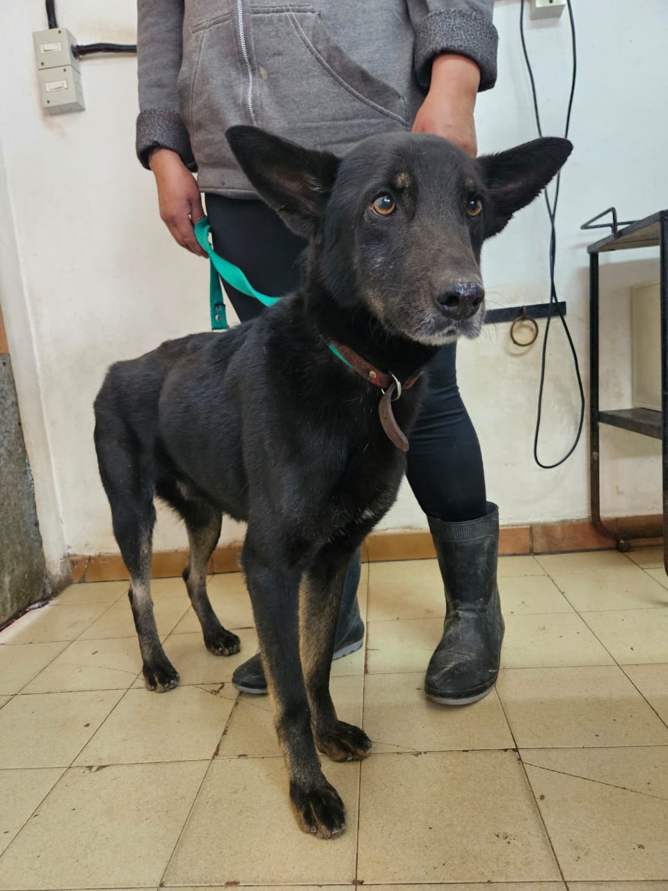 Negro en adopción - Refugio Don Torcuato