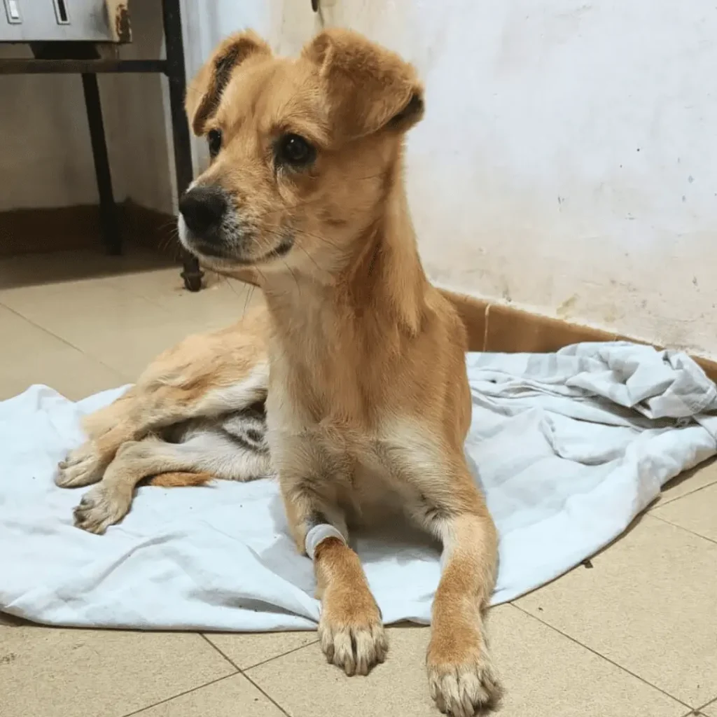 Zorrito en adopción - Refugio Don Torcuato