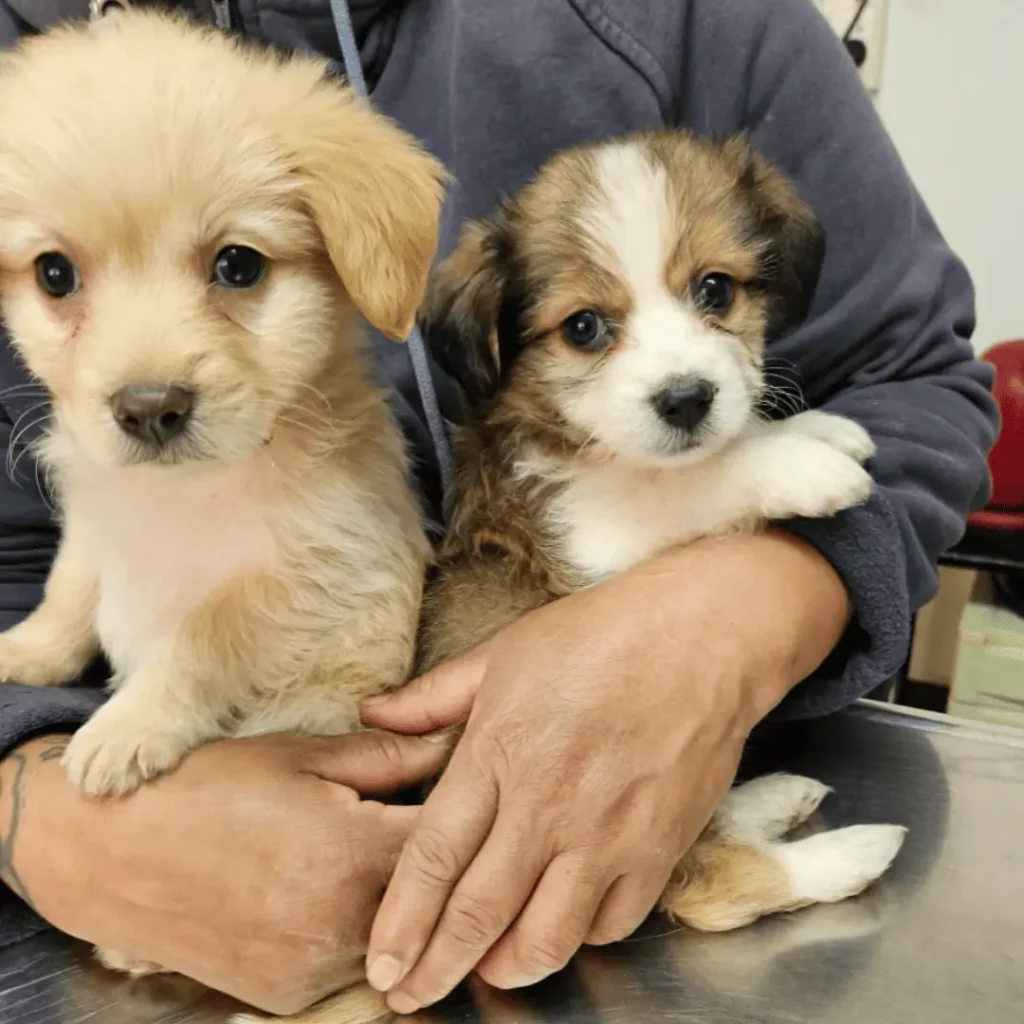 Cachorros en adopción - Refugio Don Torcuato