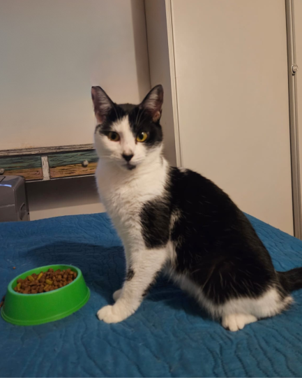 Lila en adopción - Refugio Don Torcuato