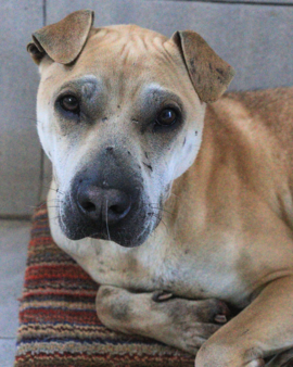 Loquilla en adopción - Refugio Don Torcuato