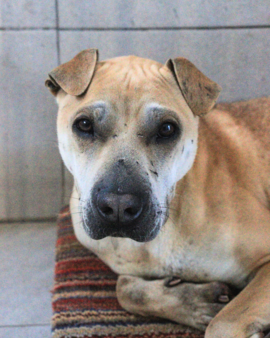 Loquilla en adopción - Refugio Don Torcuato