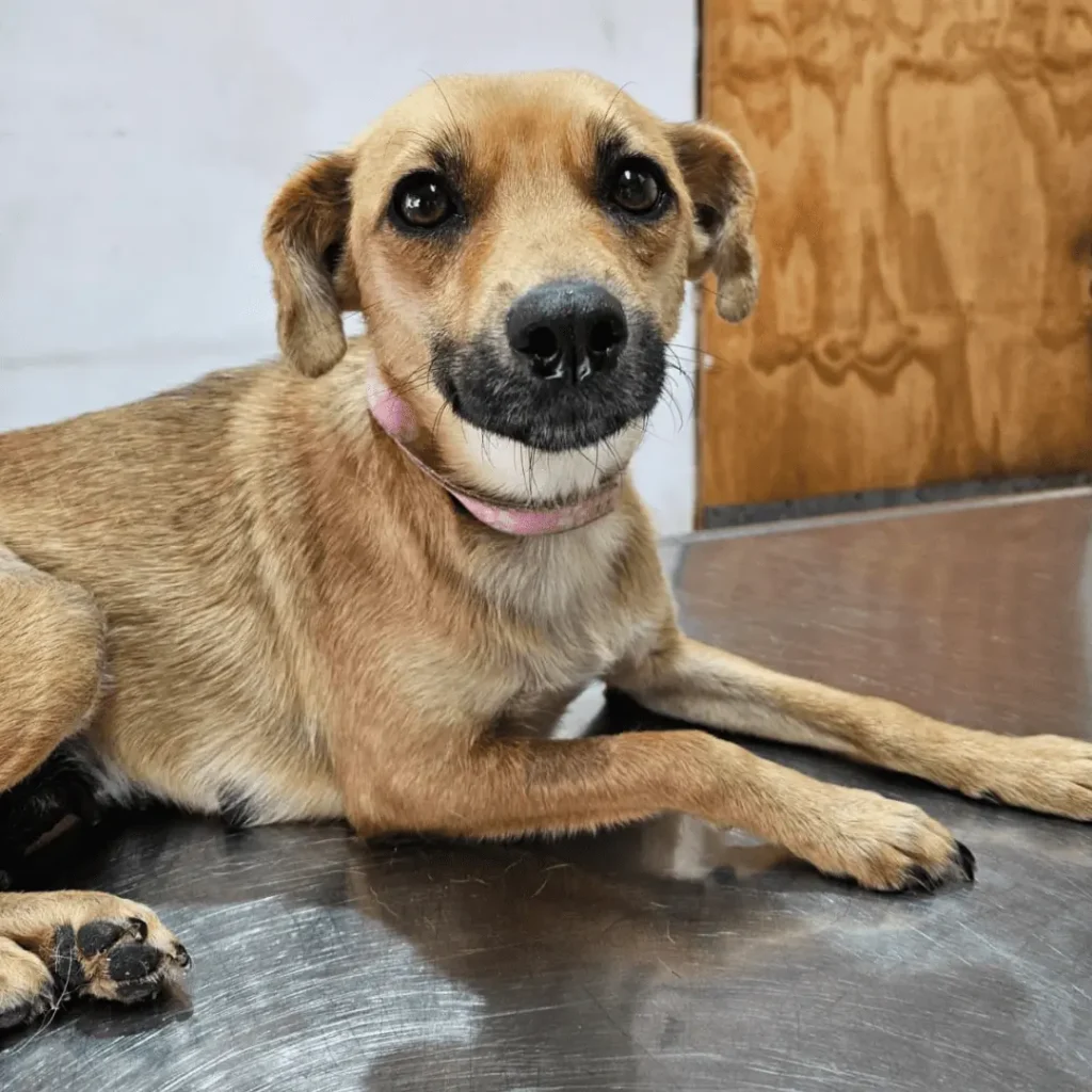 Mamita en adopción - Refugio Don Torcuato