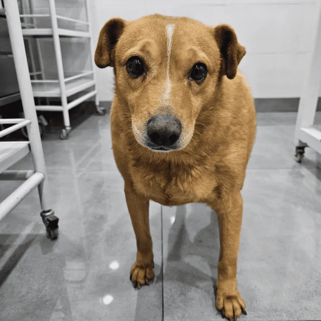 mARIDOL en adopción - Refugio Don Torcuato