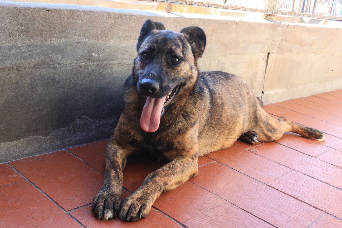 Roberta Renata en adopción - Refugio Don Torcuato