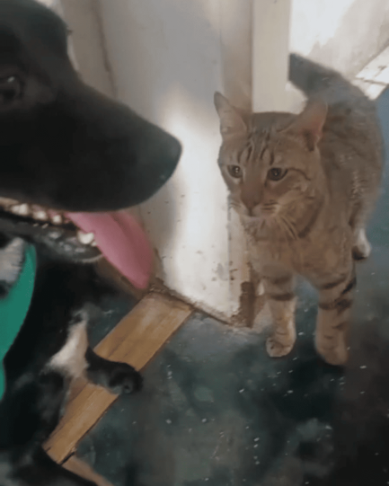 Roberto Carlos en adopción - Refugio Don Torcuato