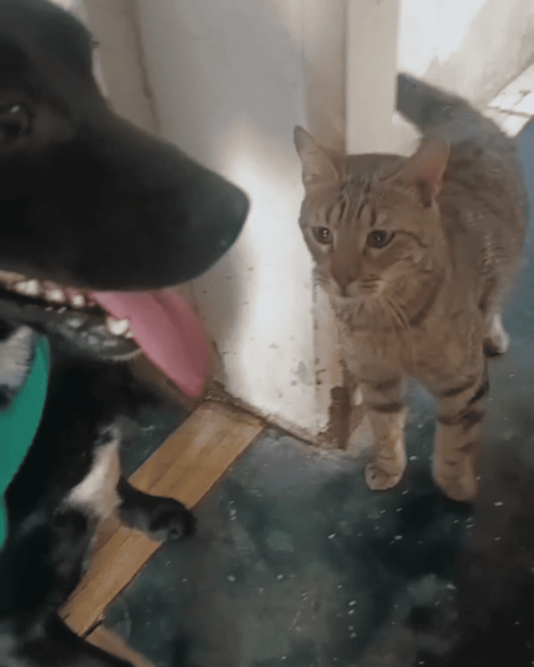 Roberto Carlos en adopción - Refugio Don Torcuato