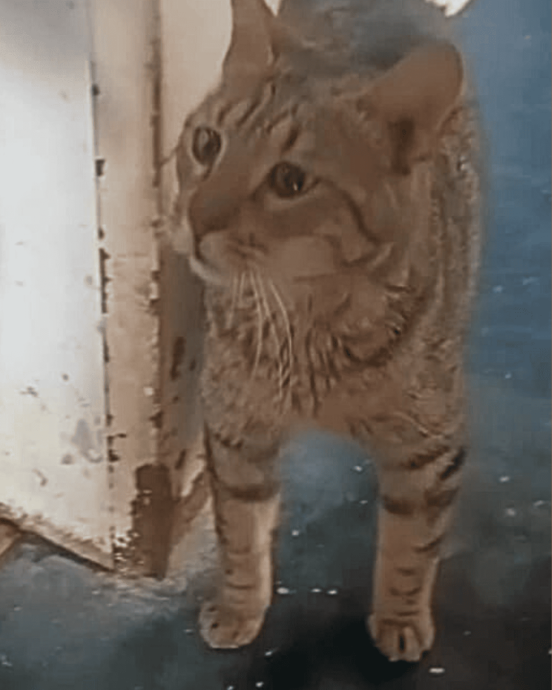 Roberto Carlos en adopción - Refugio Don Torcuato