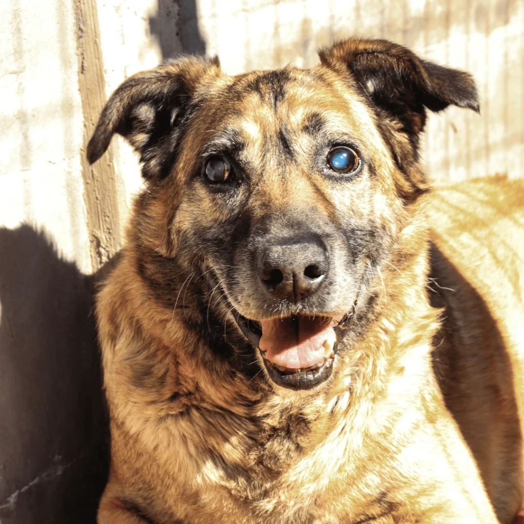 Torito en adopción