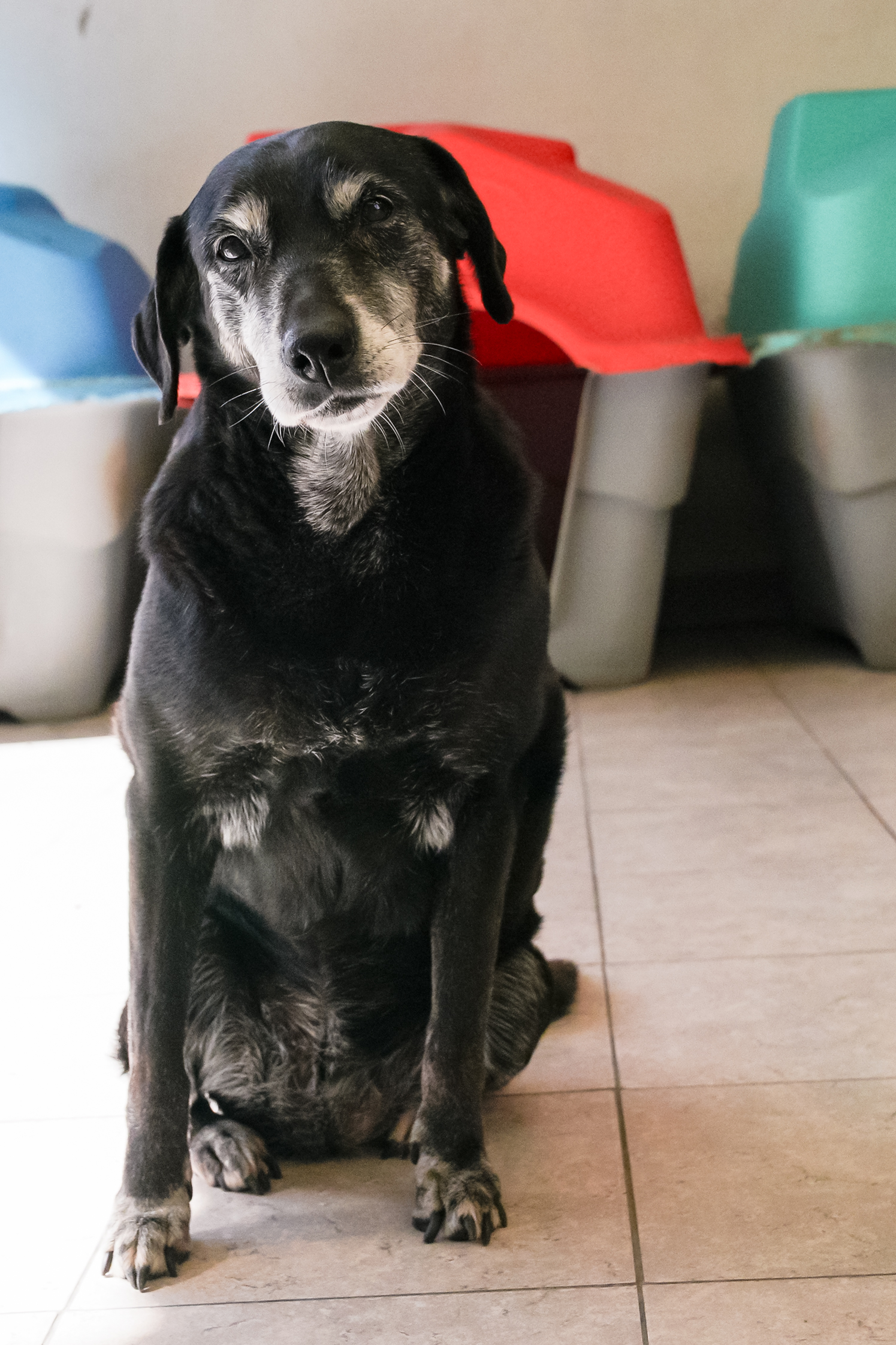 ayelén en adopción