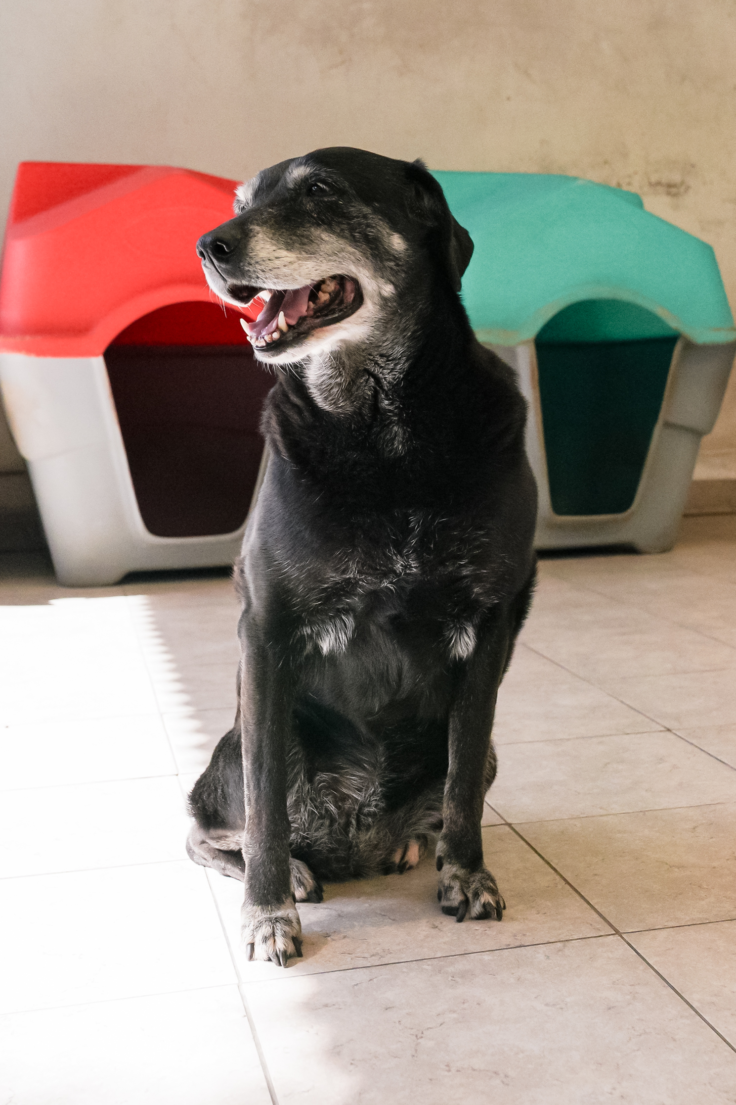 ayelén en adopción