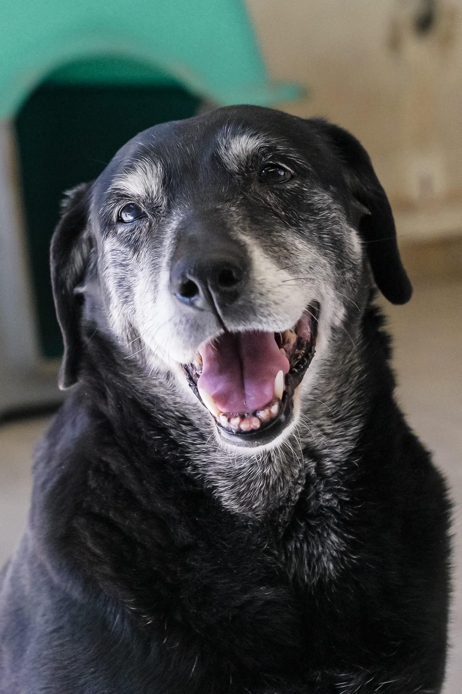 Ayelén en adopción