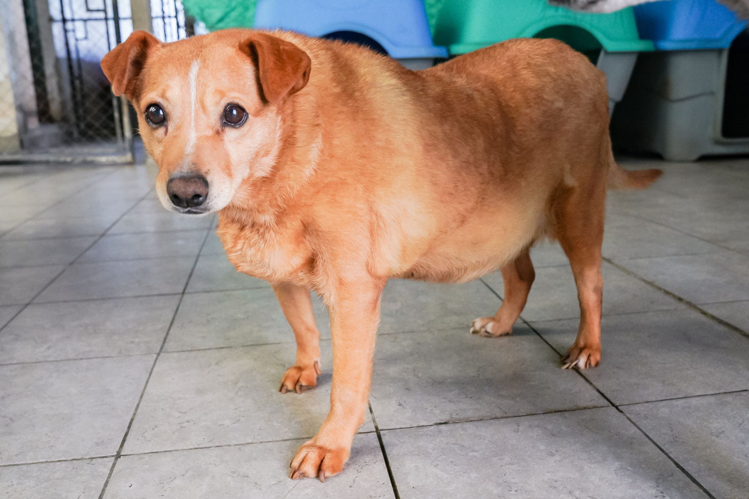 Marisol en adopción