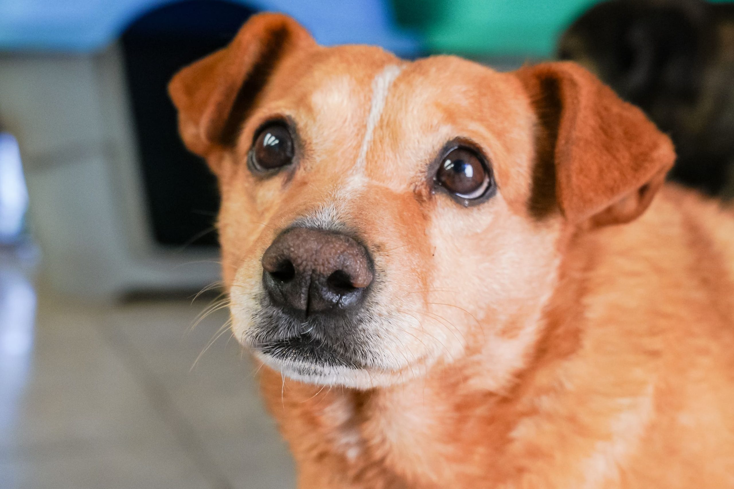 Marisol en adopción