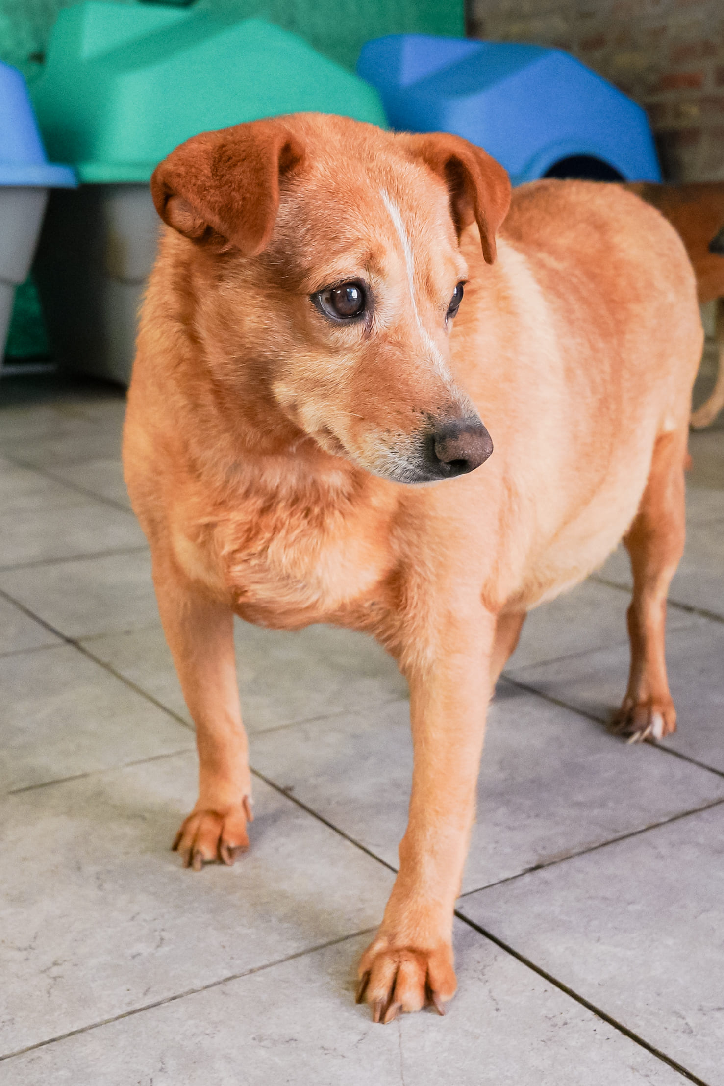 Marisol en adopción