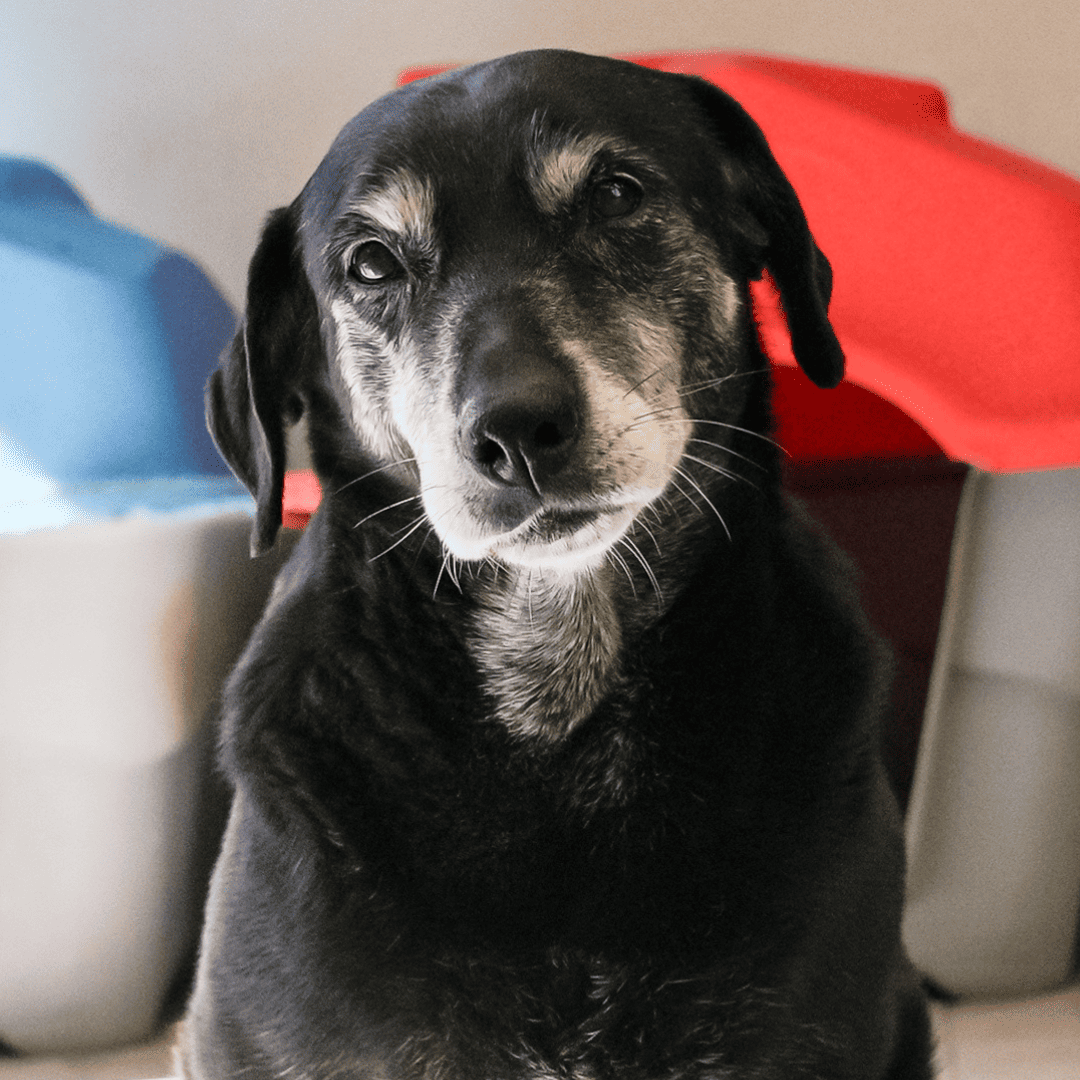 perra viejita en adopción