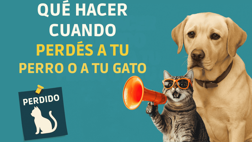 perro perdido, gato perdido, que hacer