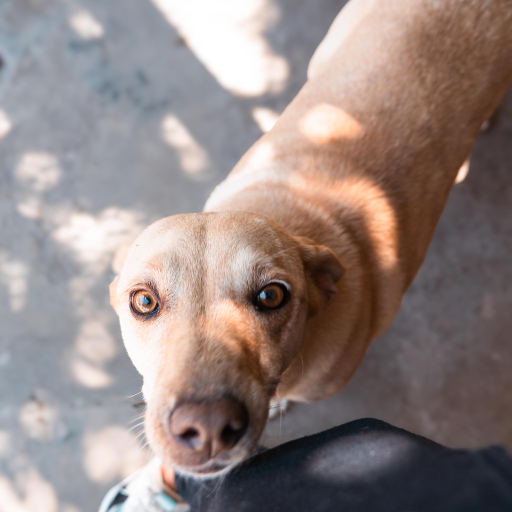 Baya en adopcion - Refugio don torcuato