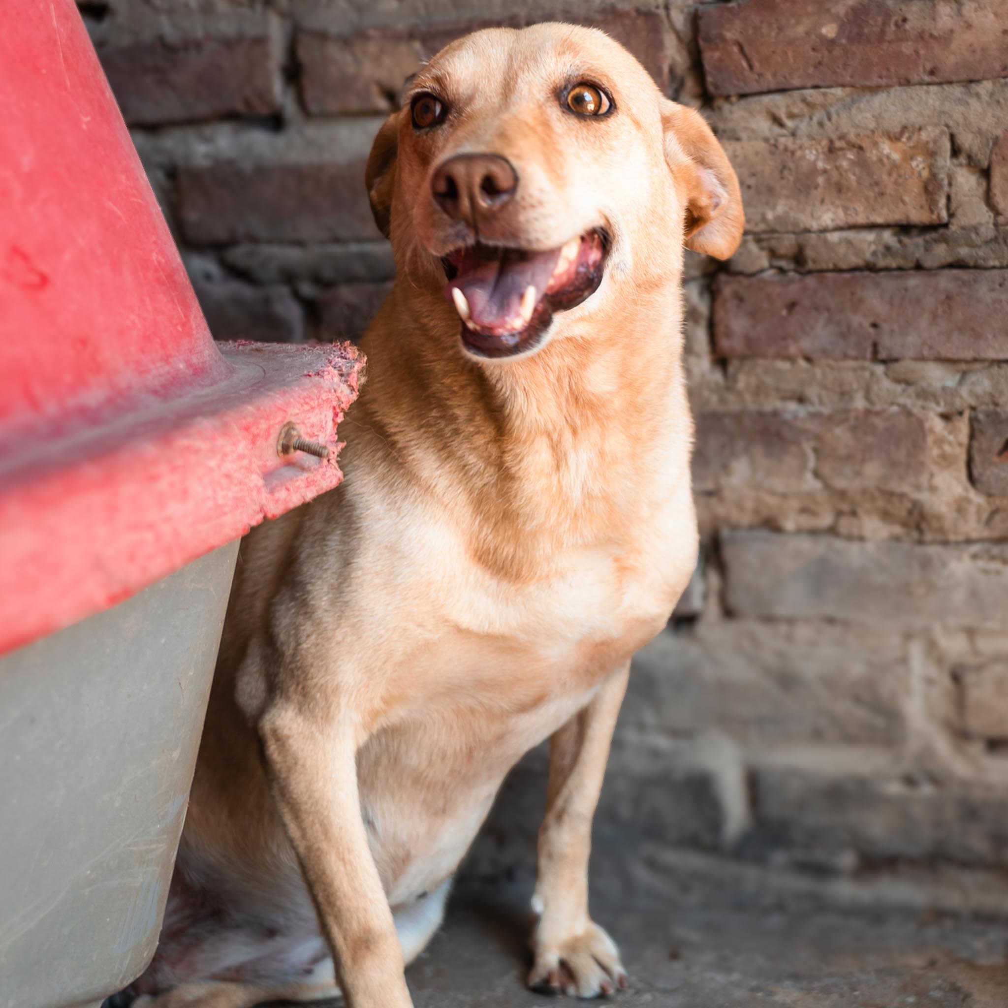 Baya en adopcion - Refugio don torcuato