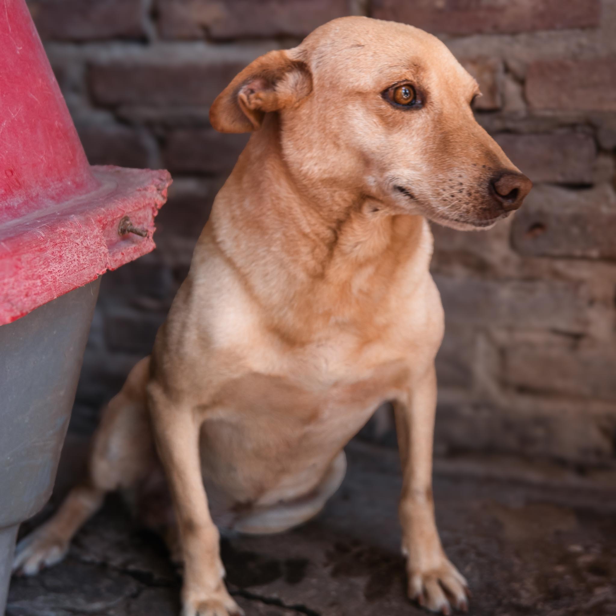 Baya en adopcion - Refugio don torcuato