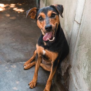 Berta en adopción - Refugio Don Torcuato