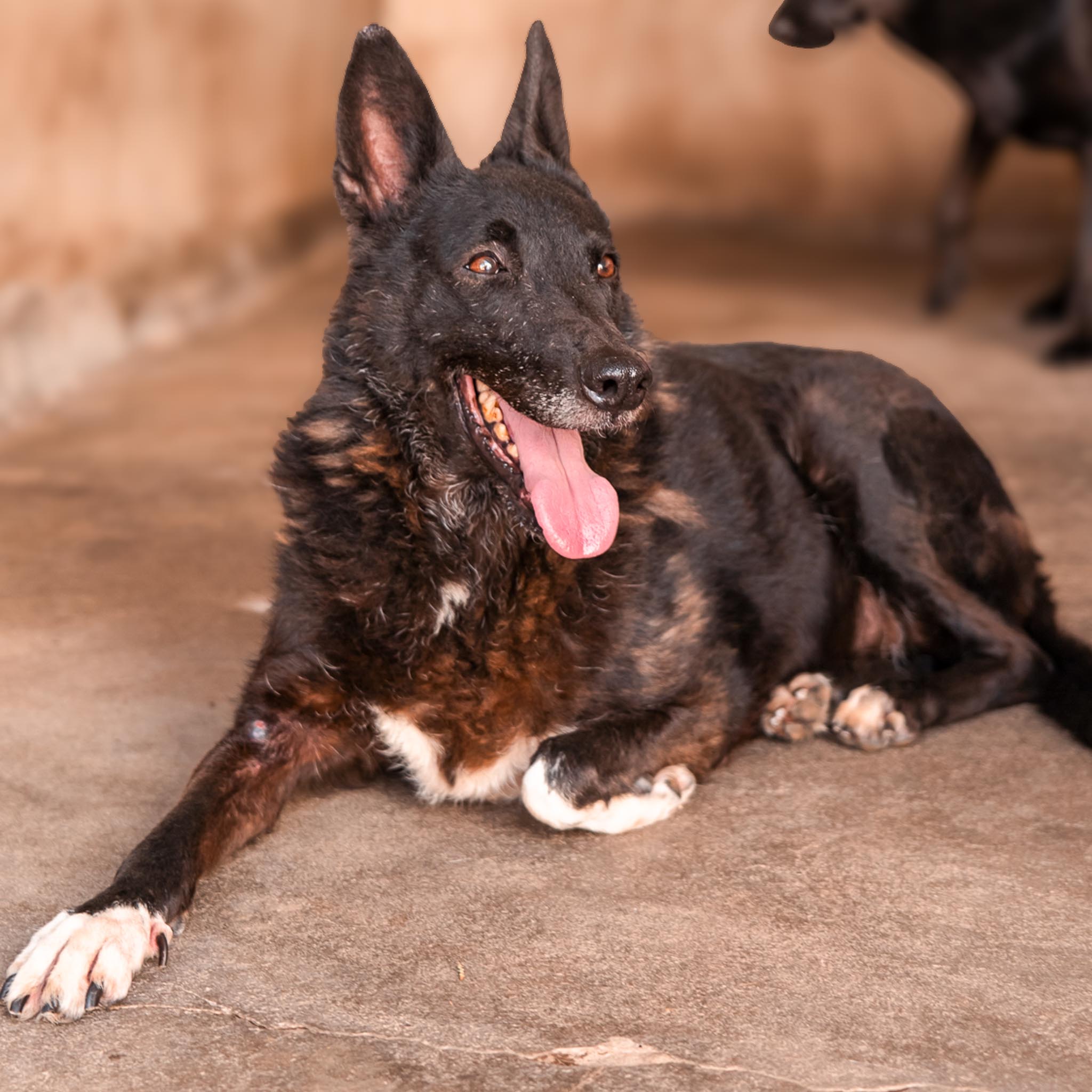 Blacky en adopción - Refugio Don Torcuato