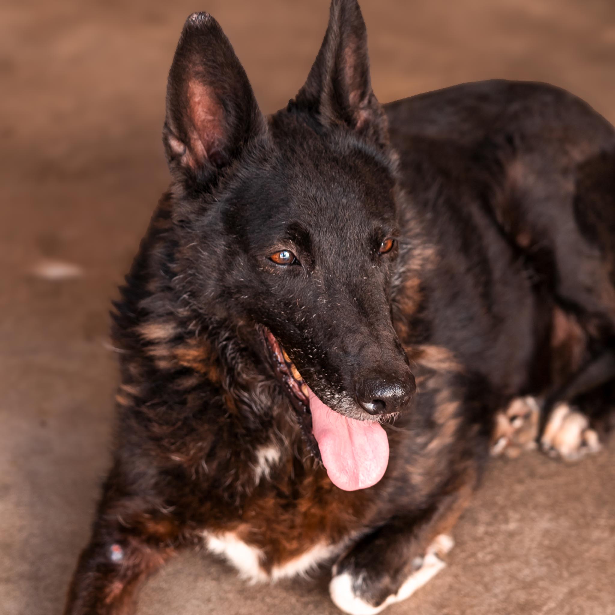 Blacky en adopción - Refugio Don Torcuato