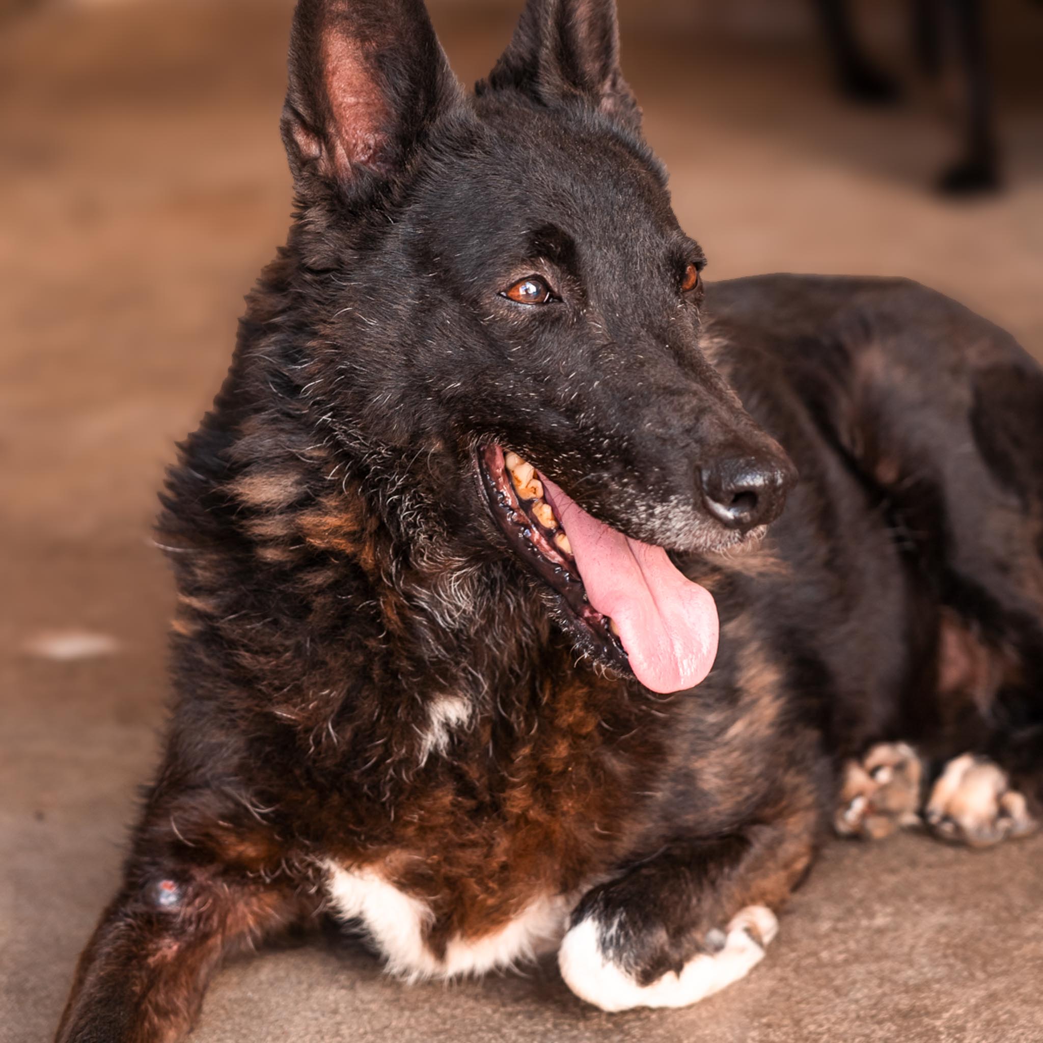 Blacky en adopción - Refugio Don Torcuato