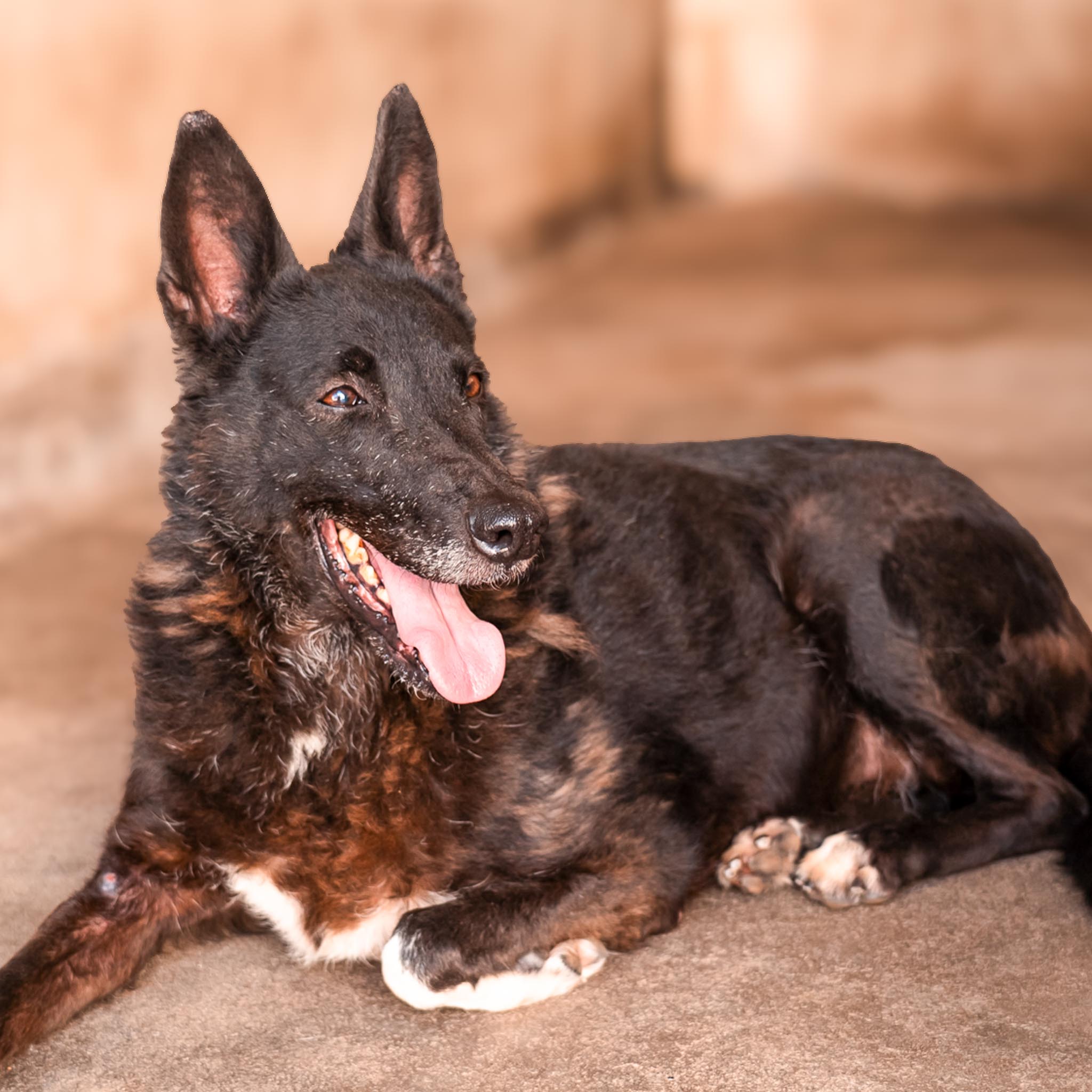 Blacky en adopción - Refugio Don Torcuato