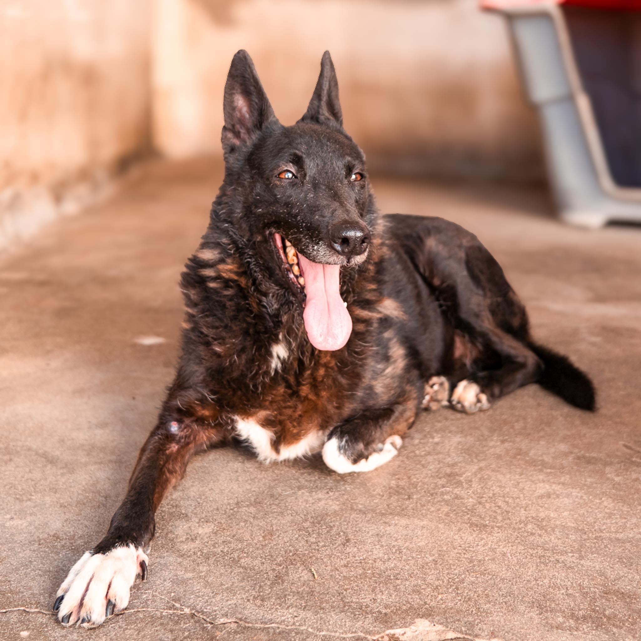 Blacky en adopción - Refugio Don Torcuato