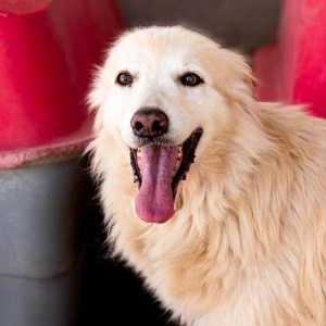 Cuco en adopción - Refugio Don Torcuato