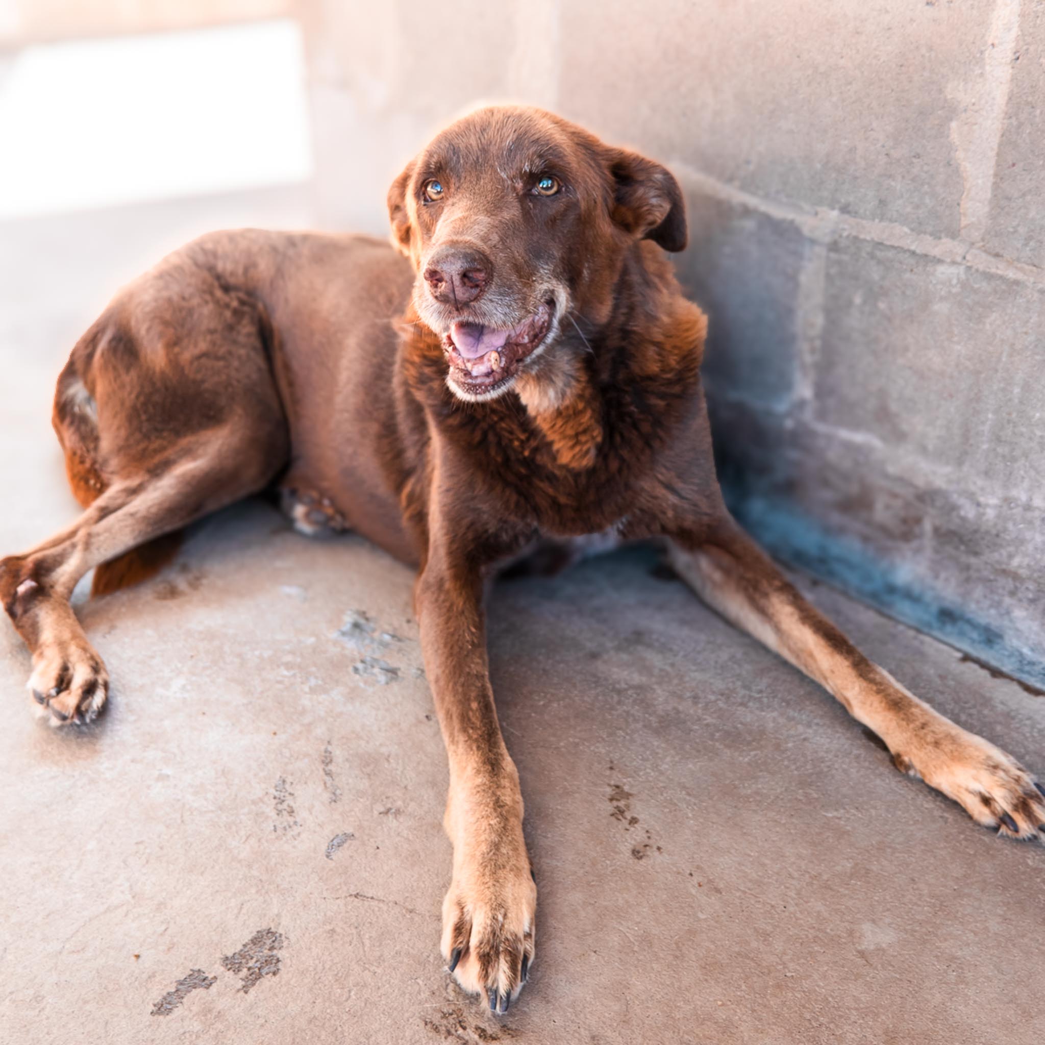 Julio en adopción - Refugio Don Torcuato