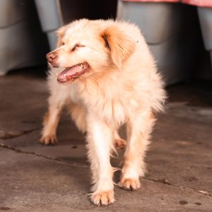 Louise en adopción - Refugio Don Torcuato