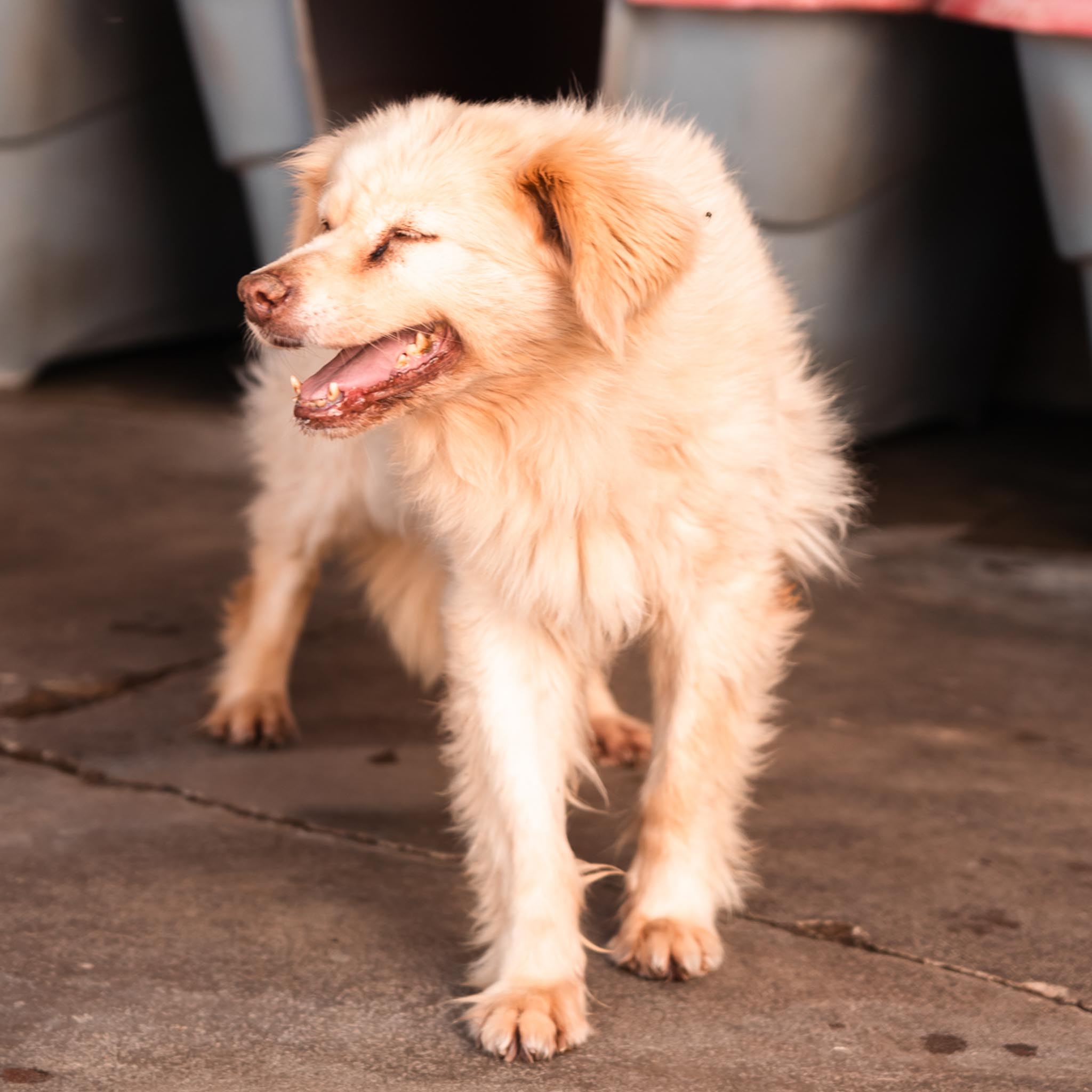 Louise en adopción - Refugio Don Torcuato