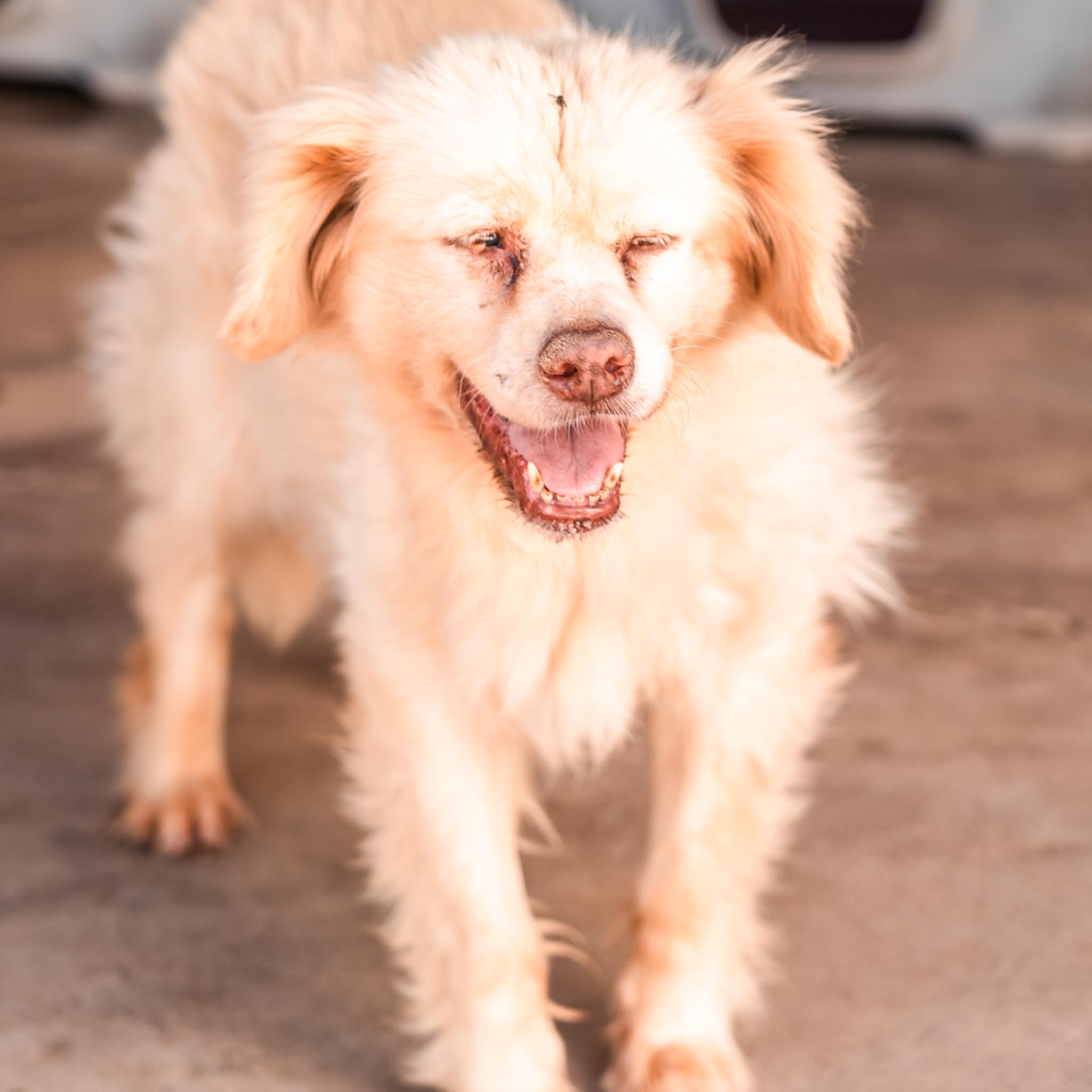 Louise en adopción - Refugio Don Torcuato