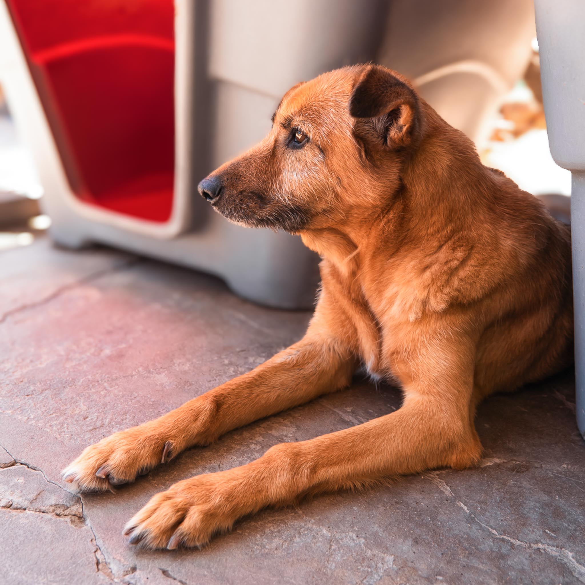 Luisa en adopcion - Refugio don torcuato