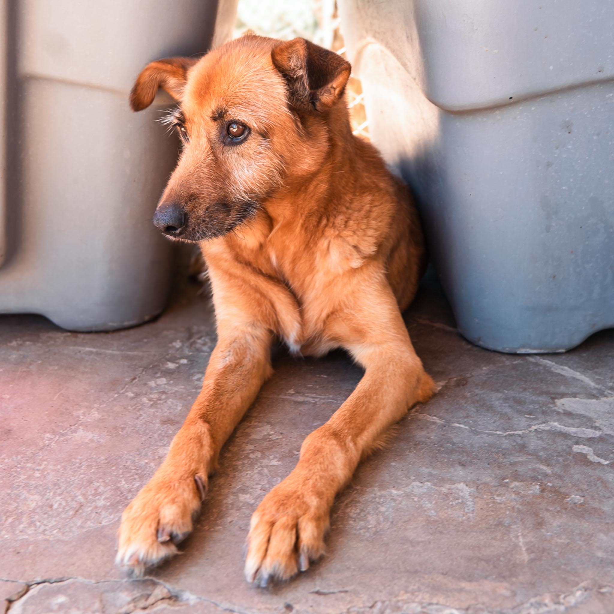 Luisa en adopcion - Refugio don torcuato