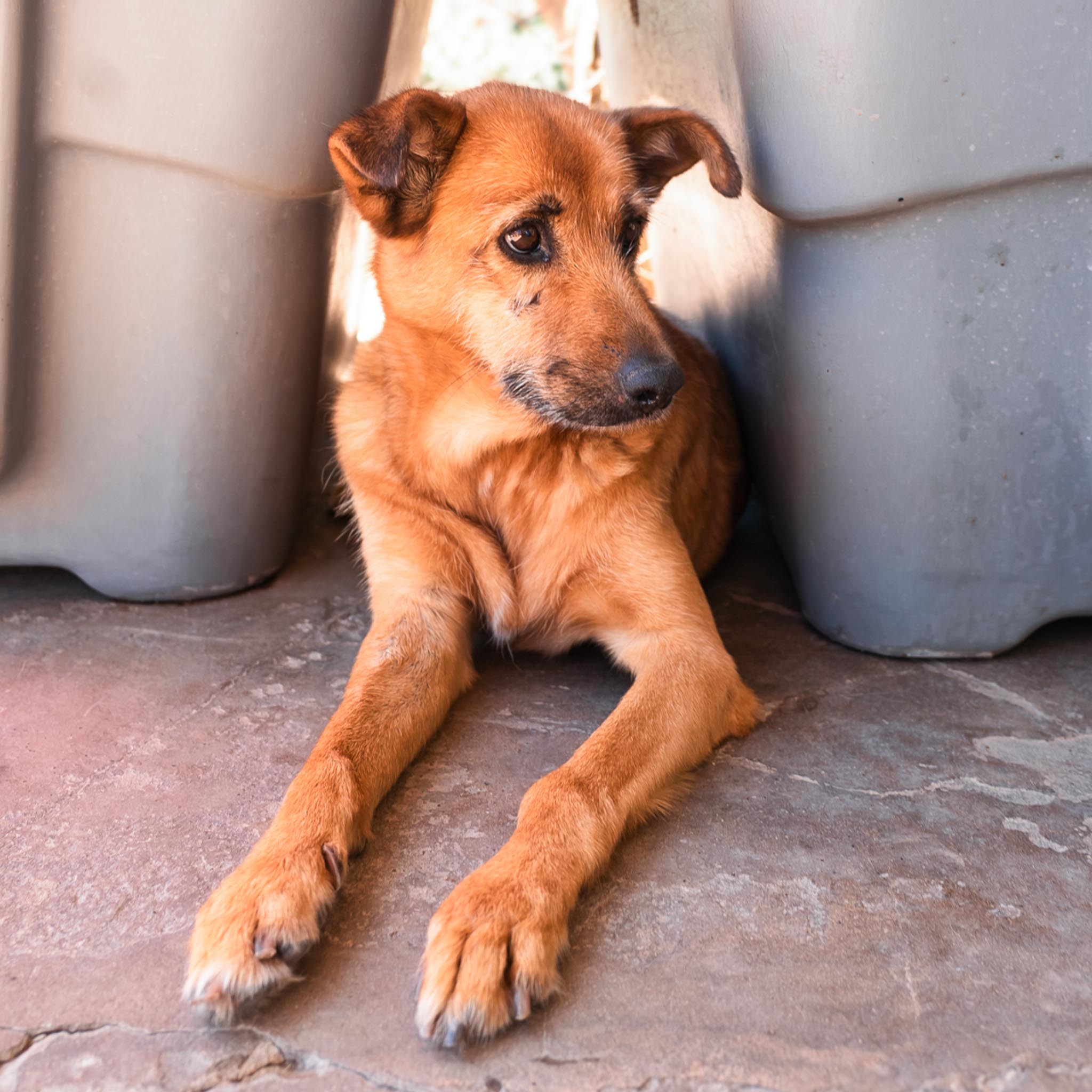 Luisa en adopcion - Refugio don torcuato