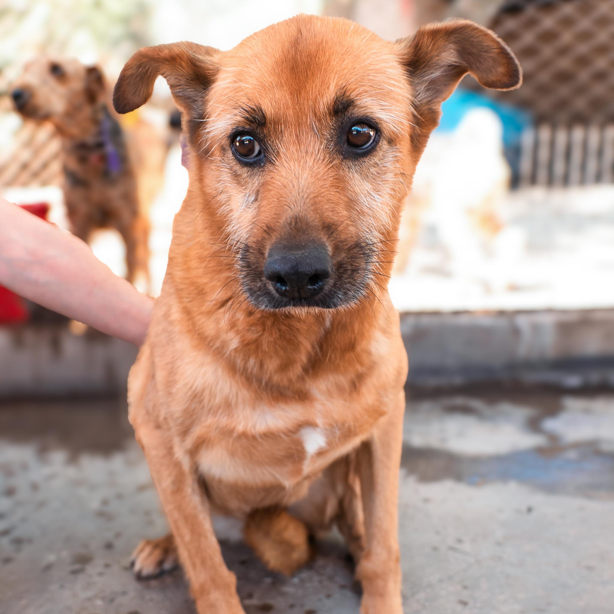Luisa en adopcion - Refugio don torcuato