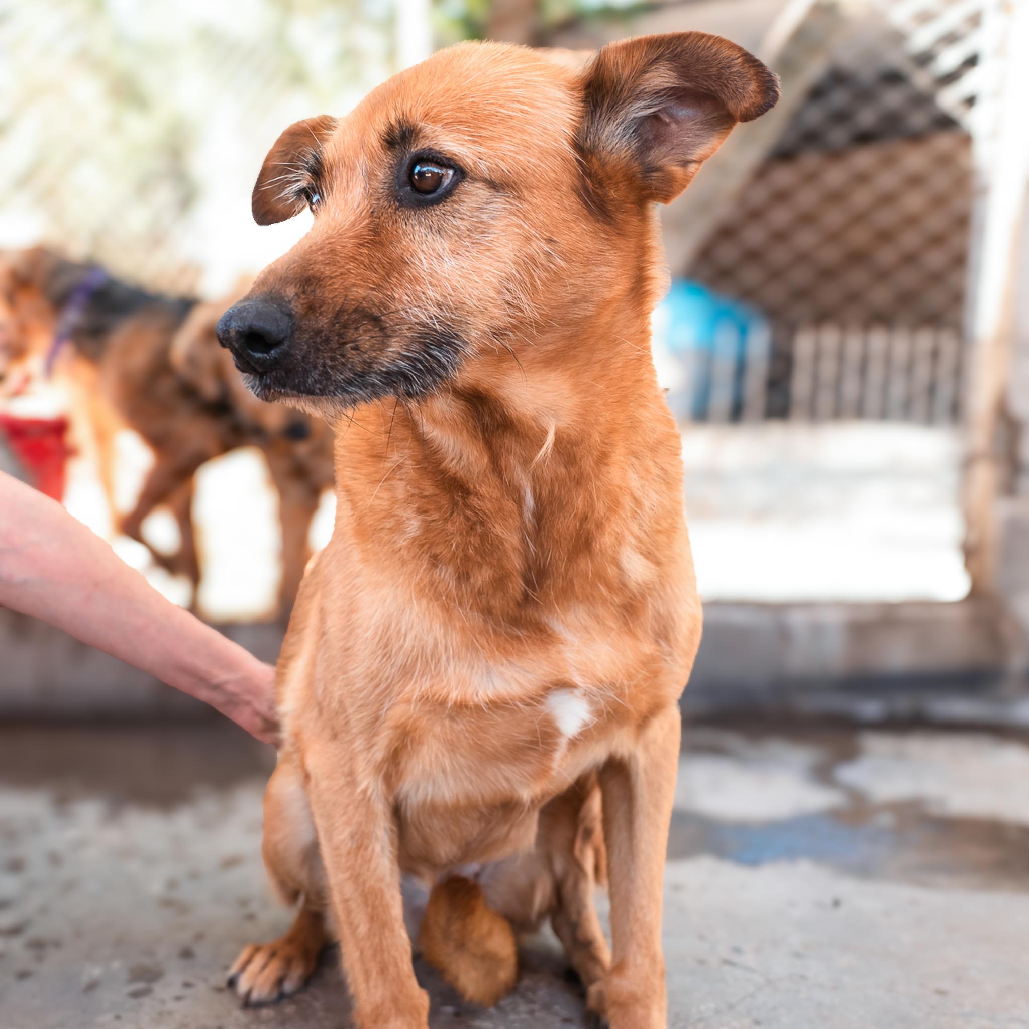 Luisa en adopcion - Refugio don torcuato