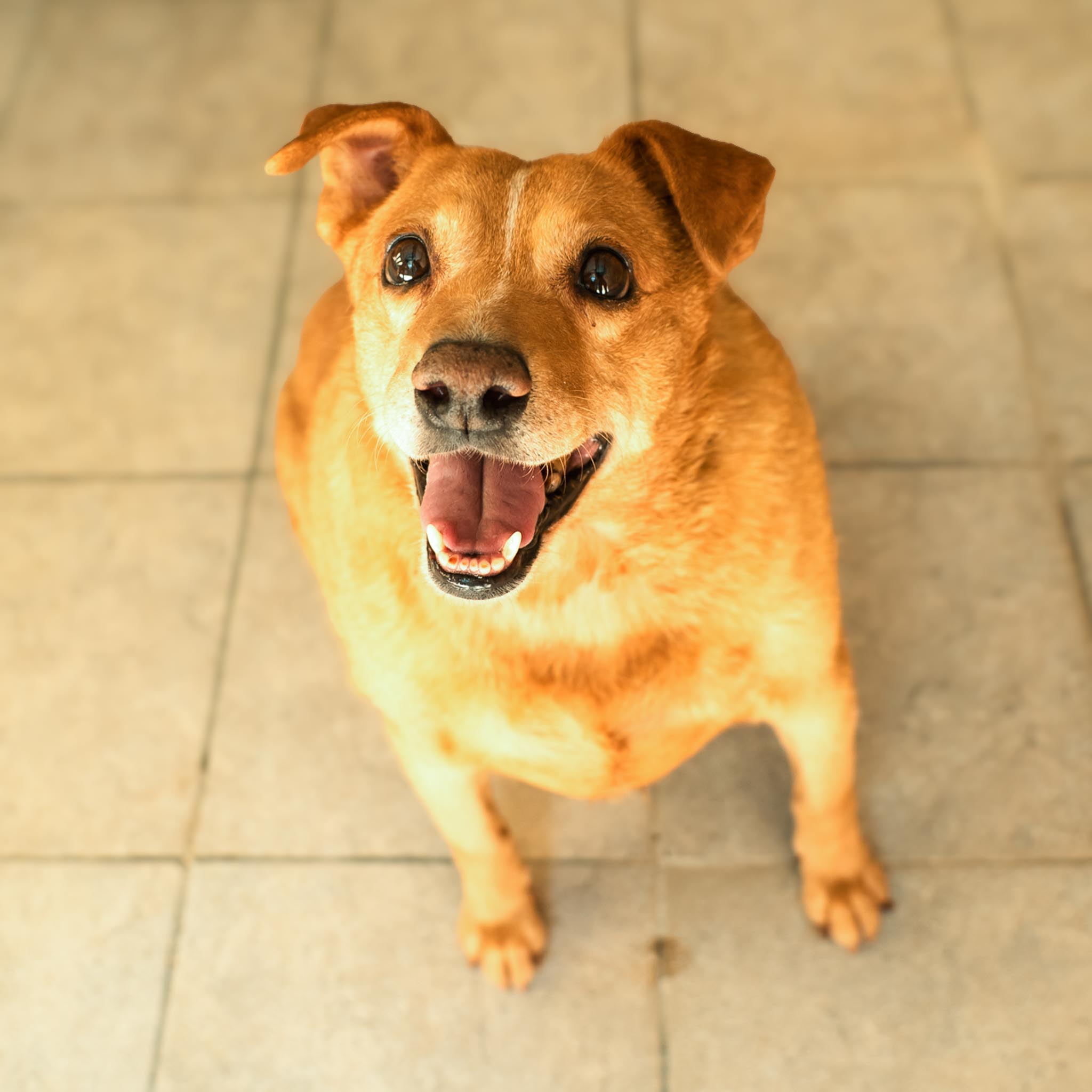 Marisol en adopción