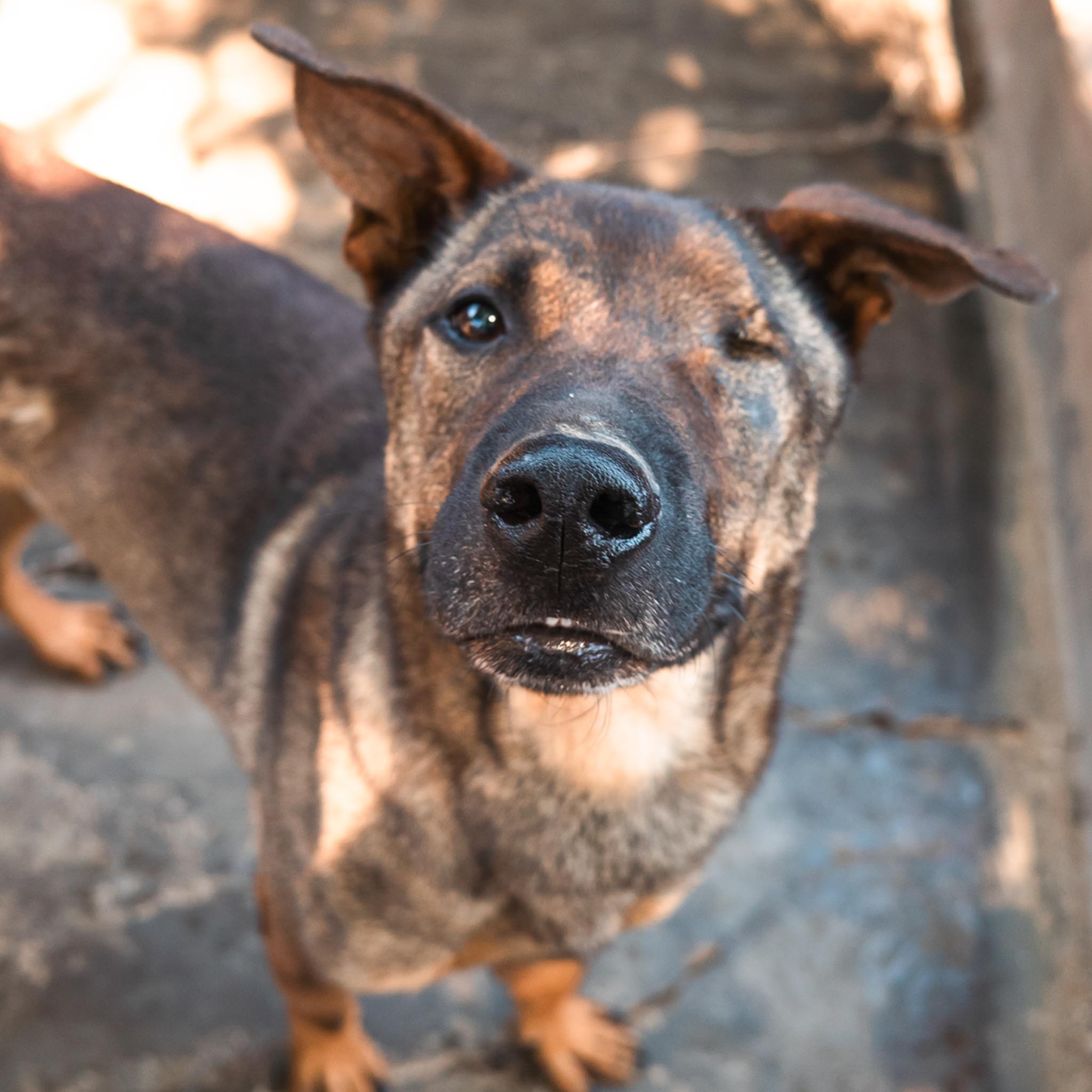 Pastor en adopción - Refugio Don Torcuato
