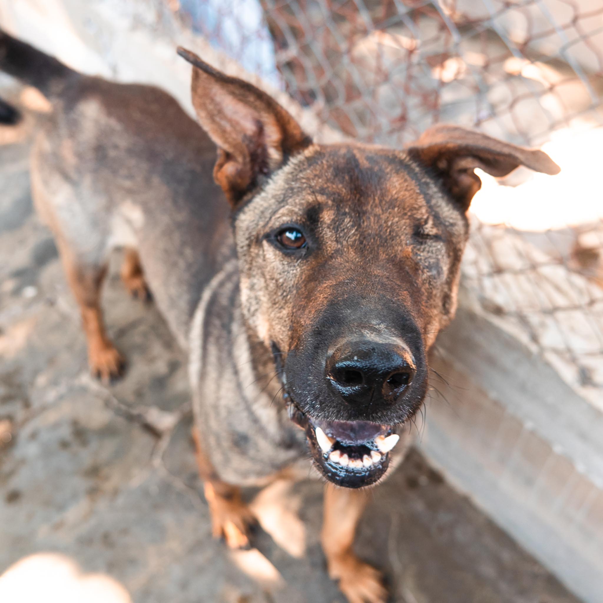 Pastor en adopción - Refugio Don Torcuato